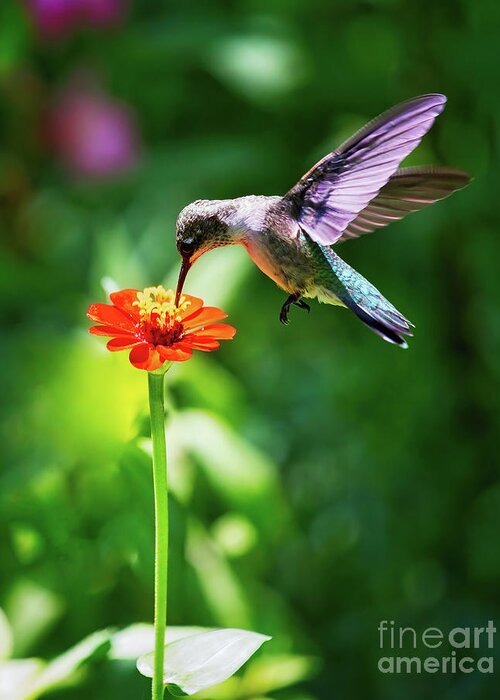 Ruby-throated Hummingbird Greeting Card featuring the photograph Humming Along by Laura Vilandre