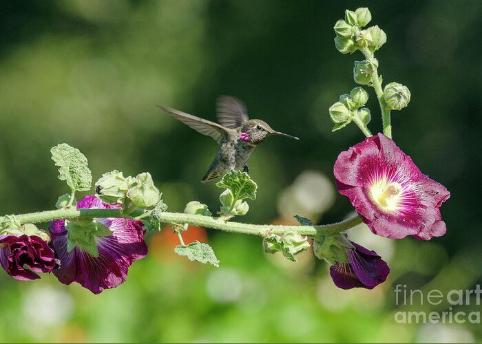 Kmaphoto Greeting Card featuring the photograph Hummingbird and Hollyhock by Kristine Anderson
