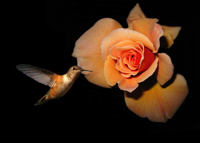 Bird Greeting Card featuring the photograph Hummingbird and Orange Rose by Joyce Dickens