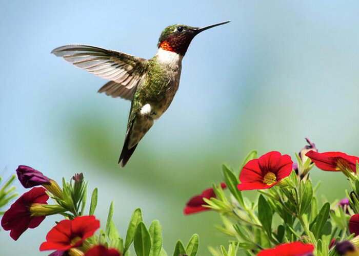 Hummingbird Greeting Card featuring the photograph Hummingbird Frolic with Flowers by Christina Rollo
