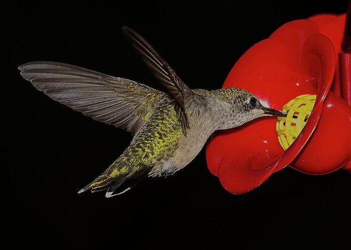 Hummingbird Greeting Card featuring the photograph Hummingbird Hovers at Feeder by Charles Floyd