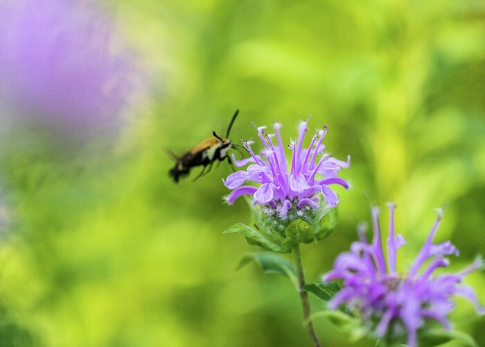Plants Greeting Card featuring the photograph Hummingbird Moth - Delaware Water Gap by Amelia Pearn