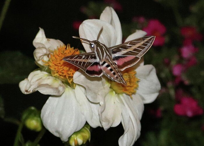 Hummingbird Moth Greeting Card featuring the photograph Hummingbird Moth on Dahlia by Carol Groenen