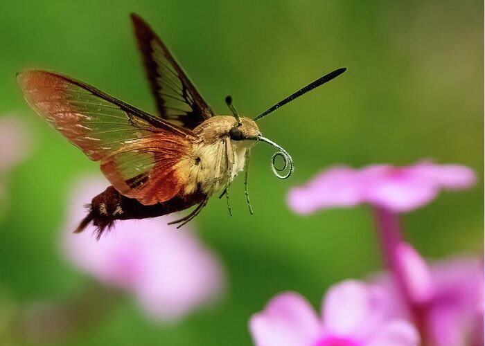 Moth Greeting Card featuring the photograph Hummingbird Moth by William Jobes