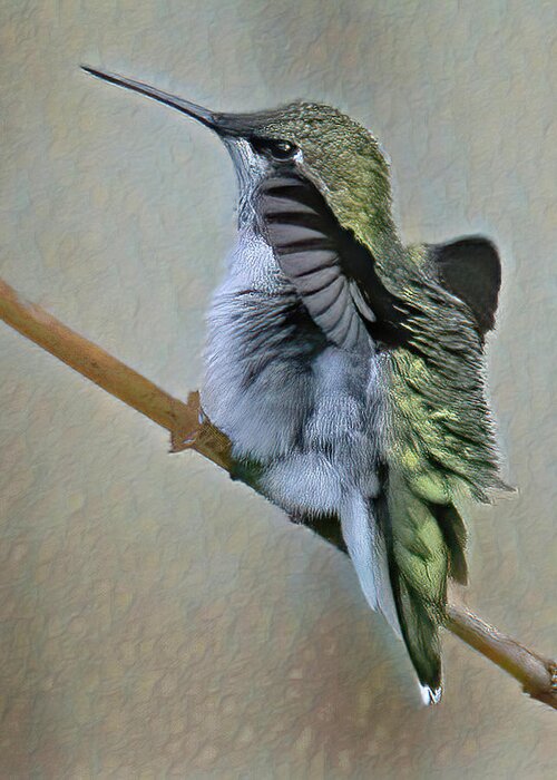 Hummingbird Greeting Card featuring the photograph Hummingbird Portrait by Gina Fitzhugh