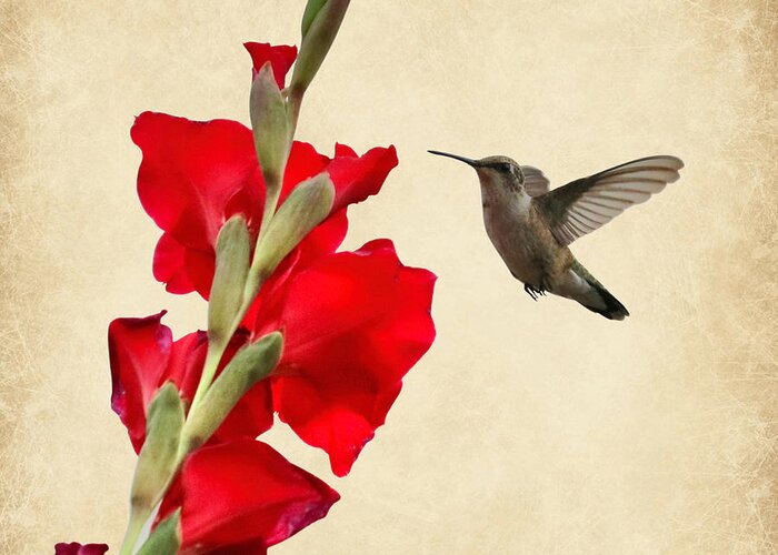 Hummingbird Greeting Card featuring the photograph Hummingbird with Red Gladiolus Creative by Carol Groenen