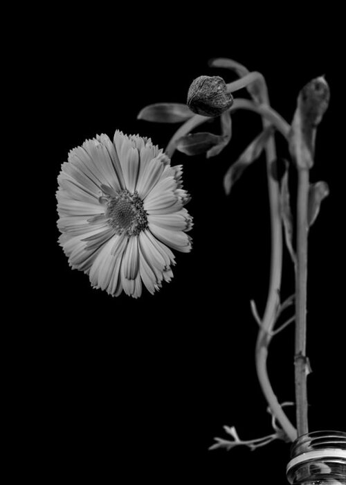 Still Life Greeting Card featuring the photograph Humpback daisy in black and white by Alessandra RC