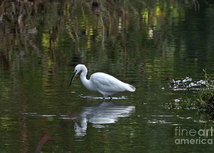Nature Greeting Card featuring the photograph Hunting Egret by Stephen Melia