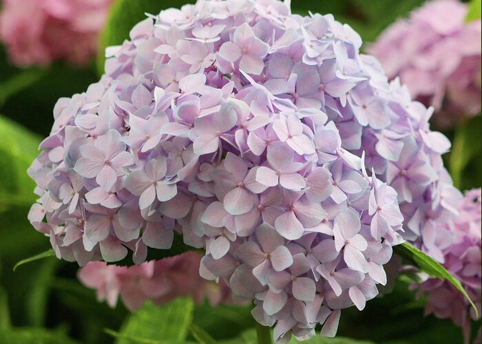 Hydrangea Greeting Card featuring the photograph Hydrangea in Full Bloom by Mary Anne Delgado