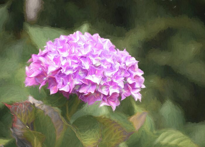 Hydrangea Greeting Card featuring the photograph Hydrangea in the Garden by Lindsay Thomson