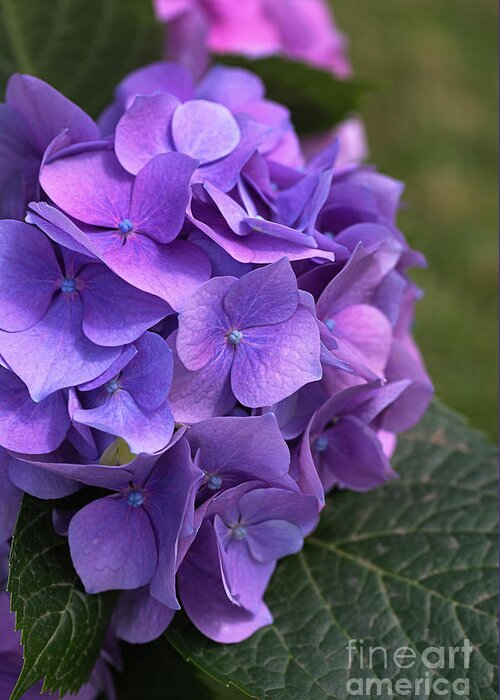Hydrangea Greeting Card featuring the photograph Hydrangea Mauves And Pinks by Joy Watson