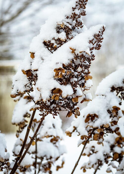 Snow Greeting Card featuring the photograph Hydrangea Waits for Spring by Craig A Walker