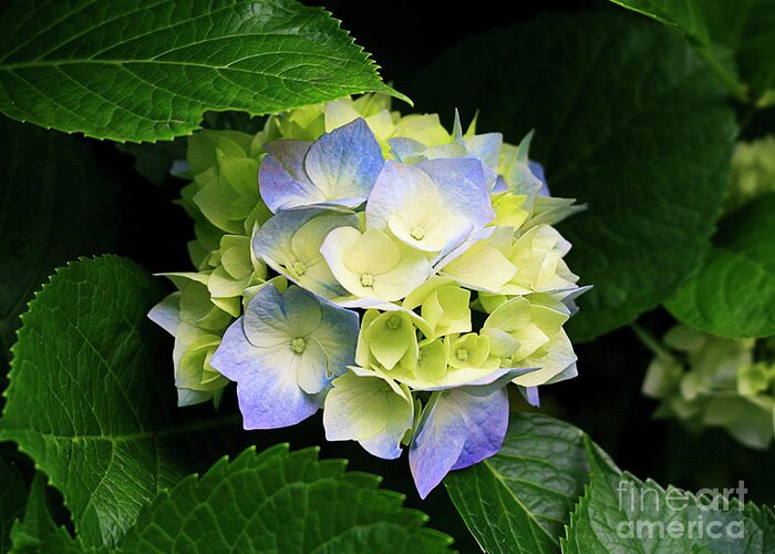 Hydrangeas Greeting Card featuring the photograph Hydrangeas by Toni Somes