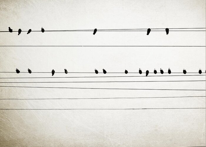 Birds On Wires Greeting Card featuring the photograph Hymn by Lupen Grainne