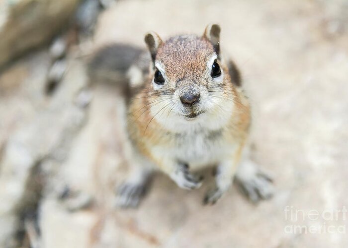 Squirrel Greeting Card featuring the photograph Hypno Squirrel by Chris Scroggins