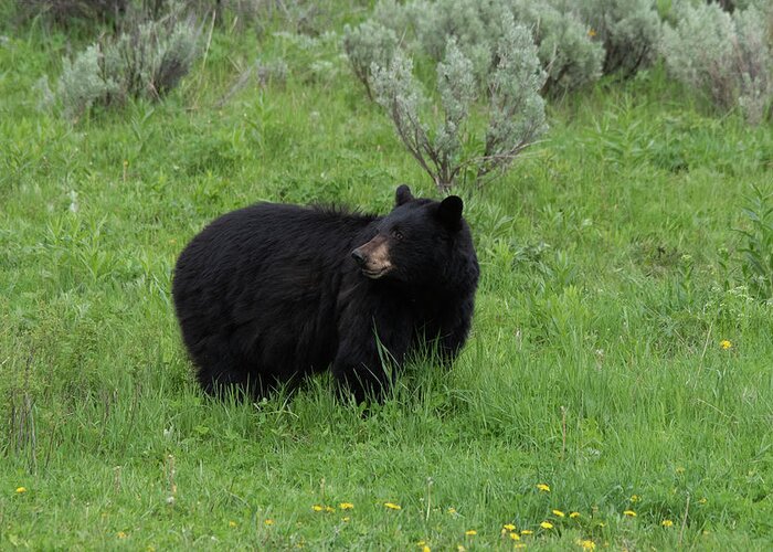 Black Bear At Yellowstone National Park Greeting Card featuring the photograph I know you are there by Carolyn Hall