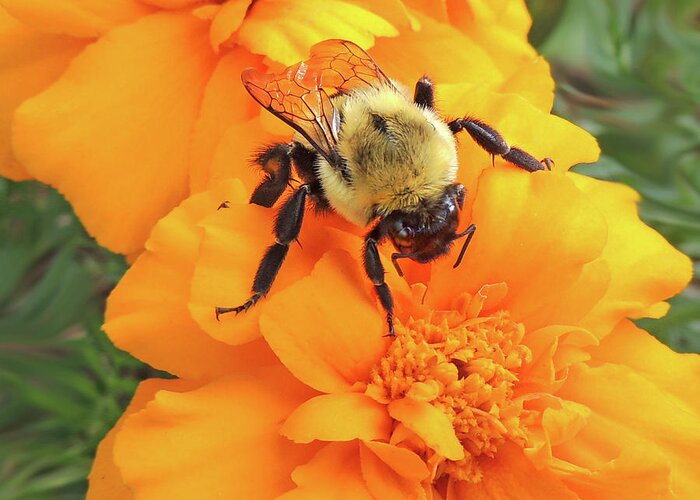Marigold Greeting Card featuring the photograph I See the Bee by Nancy Griswold