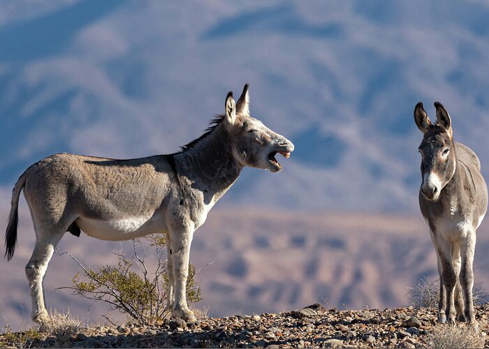 Wild Burros Greeting Card featuring the photograph I told you by Mary Hone