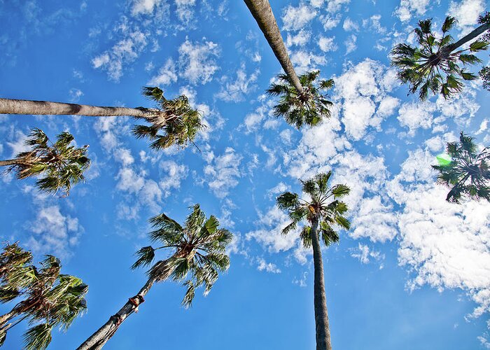 Skyward Palm Trees Greeting Card featuring the photograph I Wanna Touch The Sky by Az Jackson