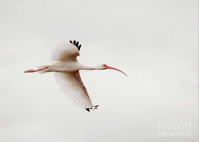 White Ibis Greeting Card featuring the photograph Ibis on a Cloudy Day by Jayne Carney