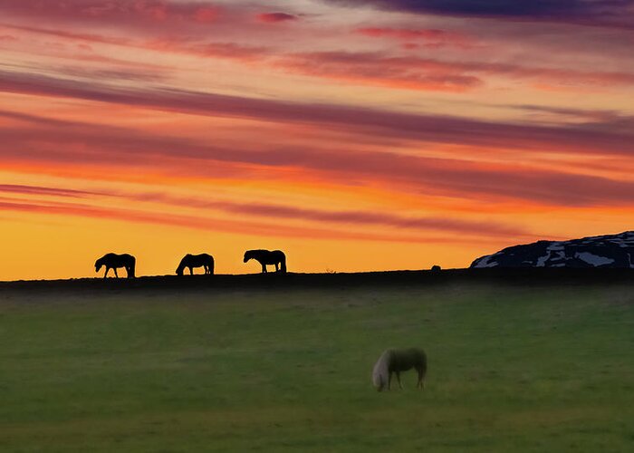 Horse Greeting Card featuring the photograph Icelandic Horses at Twilight by William Dickman
