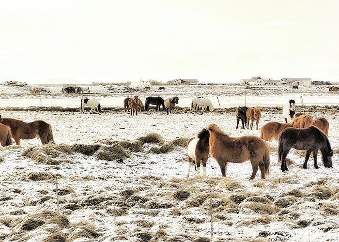 Iceland Greeting Card featuring the photograph Icelandic Ponies by Christopher Maxum