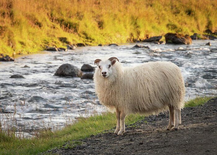 Iceland Greeting Card featuring the photograph Icelandic Sheep Along The Kverna River by Kristia Adams