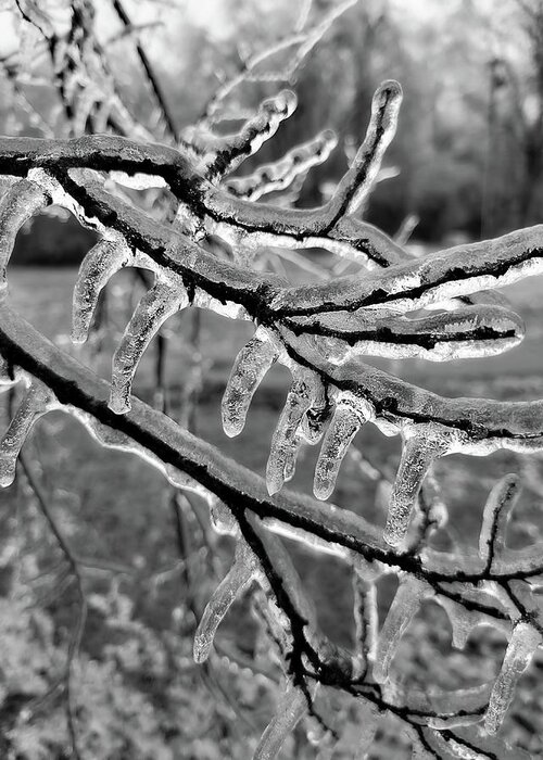 Ice Greeting Card featuring the photograph Icy Branch by Ally White