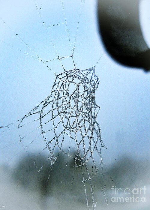 Spiderweb Greeting Card featuring the photograph Icy Spiderweb by Ramona Matei