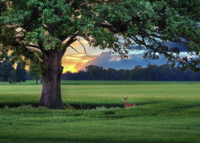 Deer Doe Sunset Wheat Green Oak Tree Scenic Landscape Horizontal Stoughton Dane County Wisconsin Field Barley Evening Tranquil Idyllic Relaxing Peaceful Greeting Card featuring the photograph Idyllic - Oak tree sheltering white-tail doe in wheat field near Stoughton WI by Peter Herman