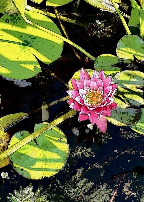 Lily Greeting Card featuring the photograph Illustrated Pink Lily and Pad by Anita Adams