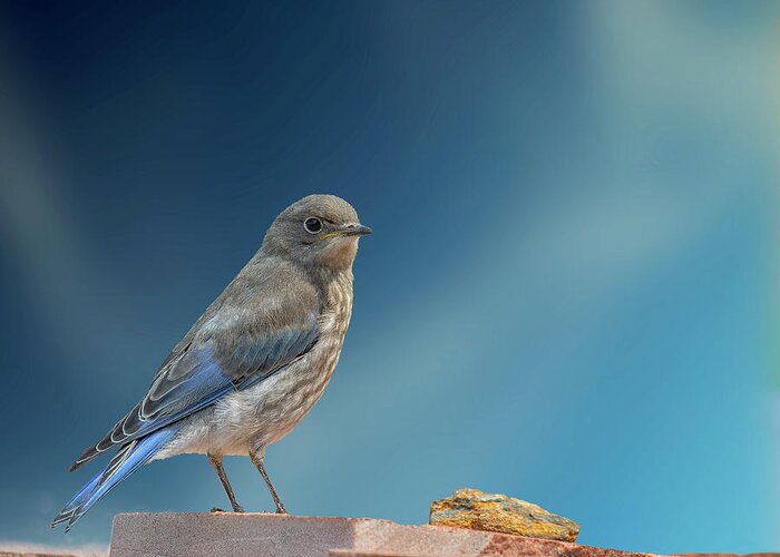 Bluebird Greeting Card featuring the photograph Immature Bluebird with Blue Sky by Lowell Monke