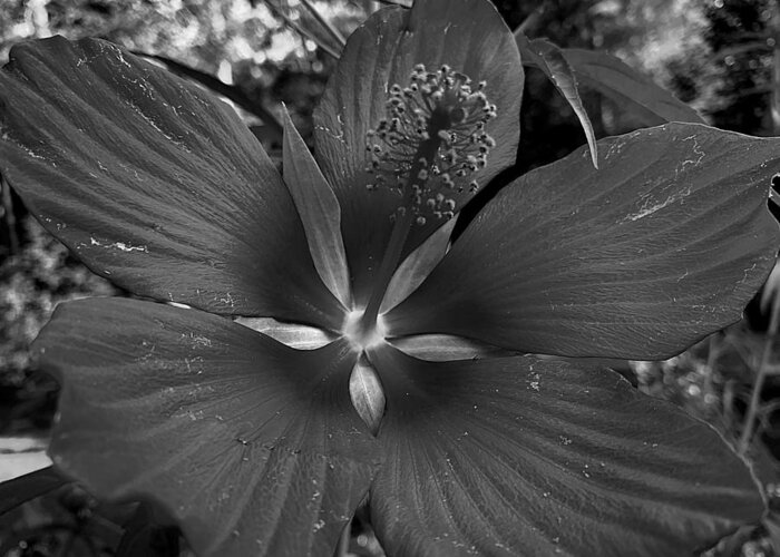 Flower Greeting Card featuring the photograph Imperfectly Perfect Macro BW by Lee Darnell
