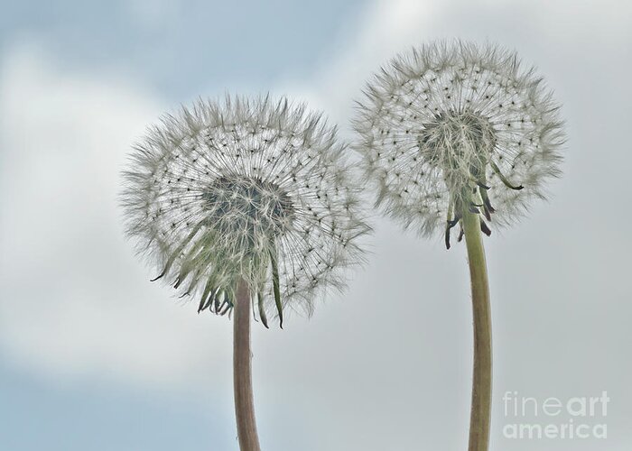 In Clouds Togetherness Two Duo Duet Couple Characters Dandelions Seed Heads Beauties Beautiful Delightful Subtle Delicate Gentle Soft Painterly Pastel Watercolor Artistic Flowers Serenity Atmospheric Stylish Conceptual Dreams Magical Relaxing Tranquil Together Impressions Impressionism Simplicity Happy Jolly Joyful Fluffy White Blue Sky Touching Pretty Attractive Emotional Round Inspiring Imaginations Poetic Uplifting Soulful Idyllic Metaphorical Symbolic Passion Allure Airily Light Compassion  Greeting Card featuring the photograph Smile - IN CLOUDS - TOGETHERNESS - BEFORE TAKEN OFF FOR THE FLY by Tatiana Bogracheva
