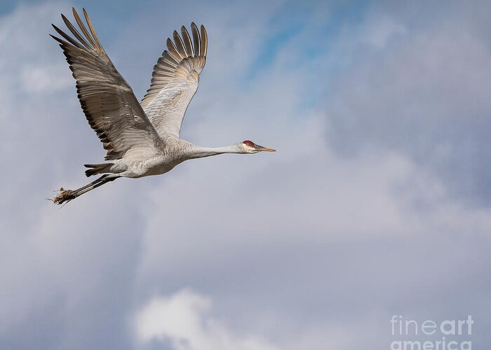 Bosque Del Apache Greeting Card featuring the photograph In Flight by Maresa Pryor-Luzier