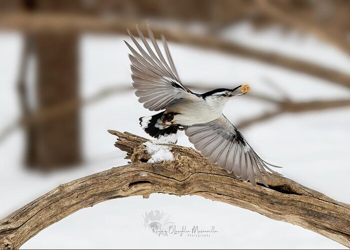 Bird Greeting Card featuring the photograph In Flight by Regina Muscarella