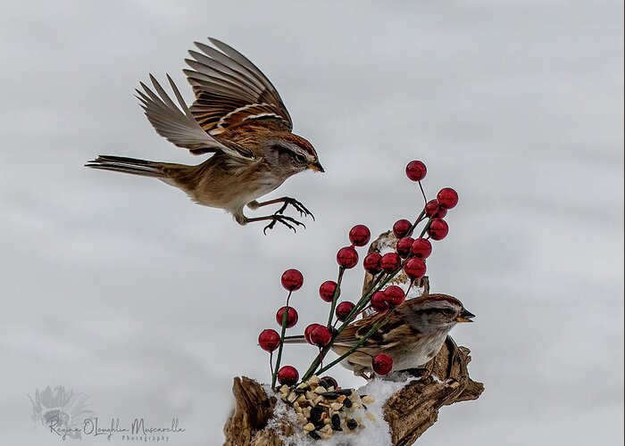 Sparrow Greeting Card featuring the photograph In for a Landing by Regina Muscarella