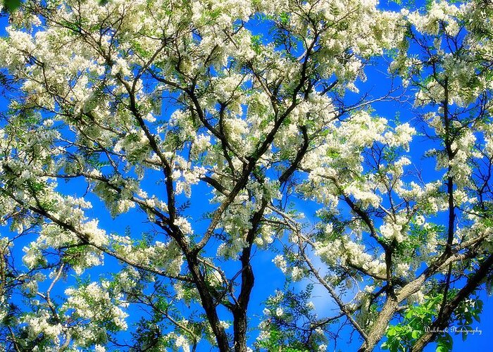 Black Locust Tree Greeting Card featuring the photograph In Full Bloom by Mary Walchuck