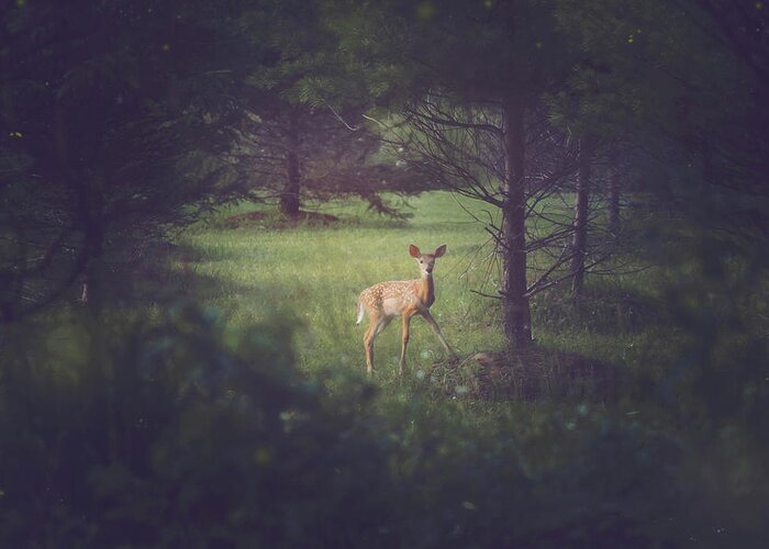 Carrie Ann Grippo-pike Greeting Card featuring the photograph In the Clearing at Dusk by Carrie Ann Grippo-Pike