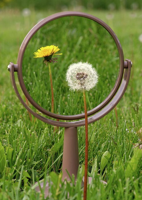Dandelion Greeting Card featuring the photograph In the Eye of the Beholder - Dandelion seed puff with flower reflected in mirror by Peter Herman
