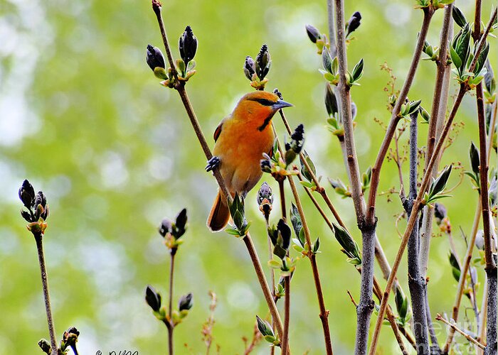 Bullock's Oriole Greeting Card featuring the photograph In the Lilacs #1 by Dorrene BrownButterfield