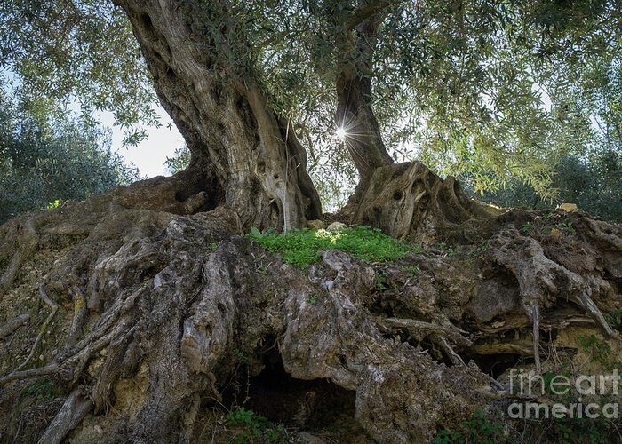 Olive Greeting Card featuring the photograph In the shade of the olive tree by Adriana Mueller