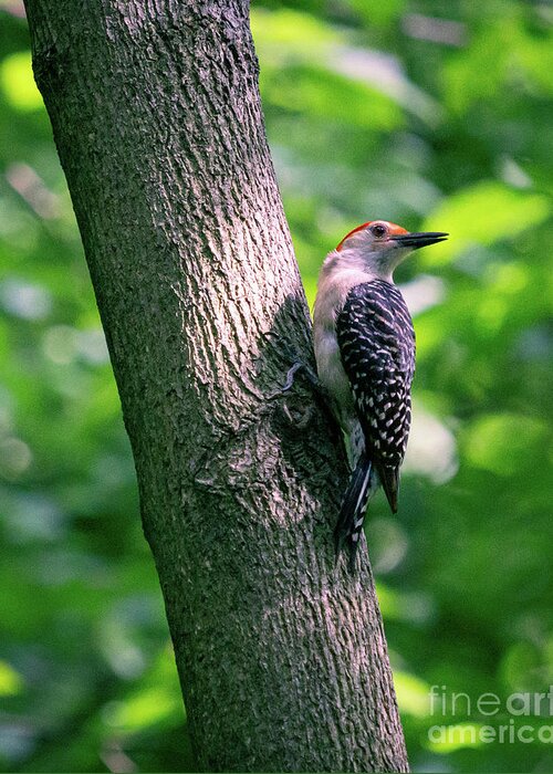 Woodpecker Greeting Card featuring the photograph In the Sunlight by Alyssa Tumale