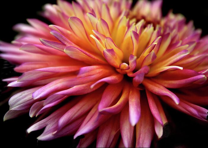Dahlia Greeting Card featuring the photograph Incandescent Dahlia by Jessica Jenney