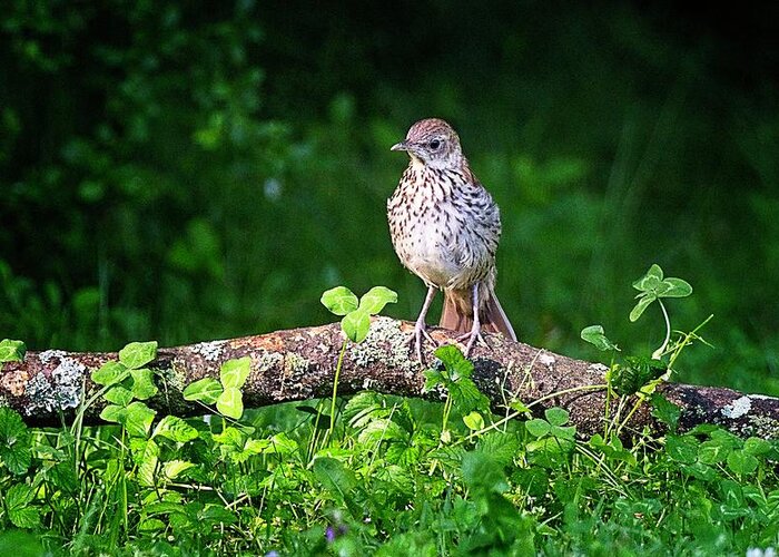 Juvenile Brown Thrasher Greeting Card featuring the photograph Interesting World Out Here by John Benedict