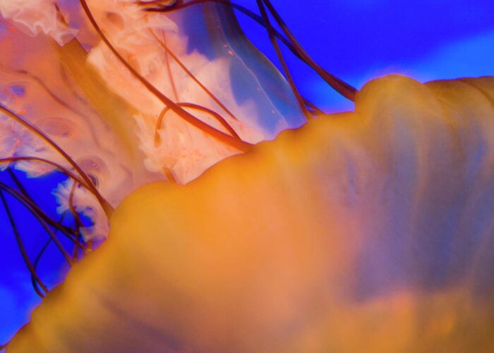 Jellyfish Greeting Card featuring the photograph Into The Blue by Melissa Southern