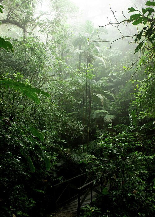 Rainforest Greeting Card featuring the photograph Into the Cloud Forest by Nicklas Gustafsson