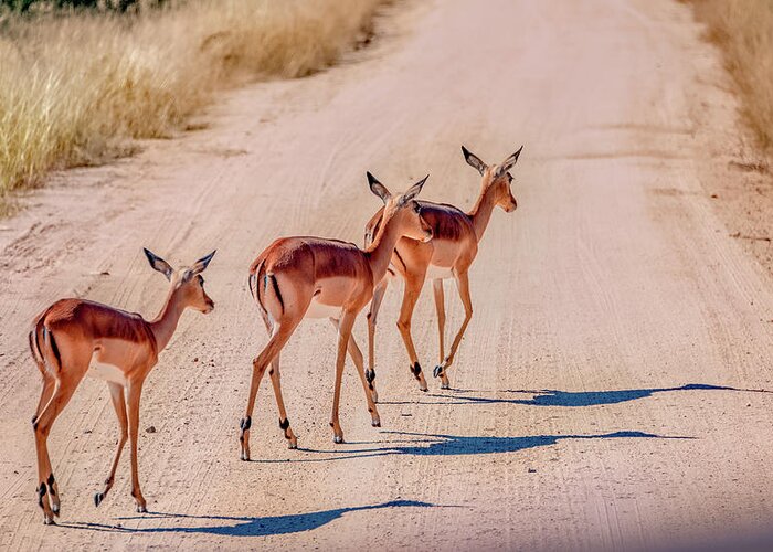 South Africa Greeting Card featuring the photograph Intrepid Trio in Kruger National Park by Marcy Wielfaert