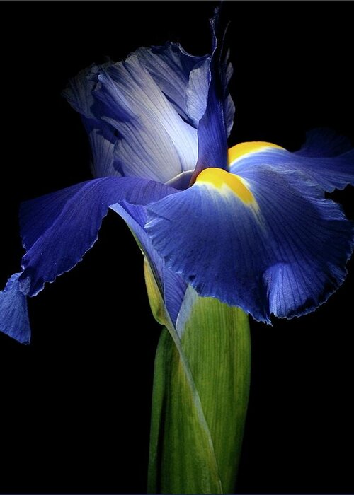 Macro Greeting Card featuring the photograph Iris 041907 by Julie Powell