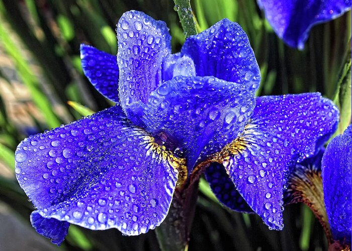 Iris Greeting Card featuring the photograph Iris Dew by Scott Olsen